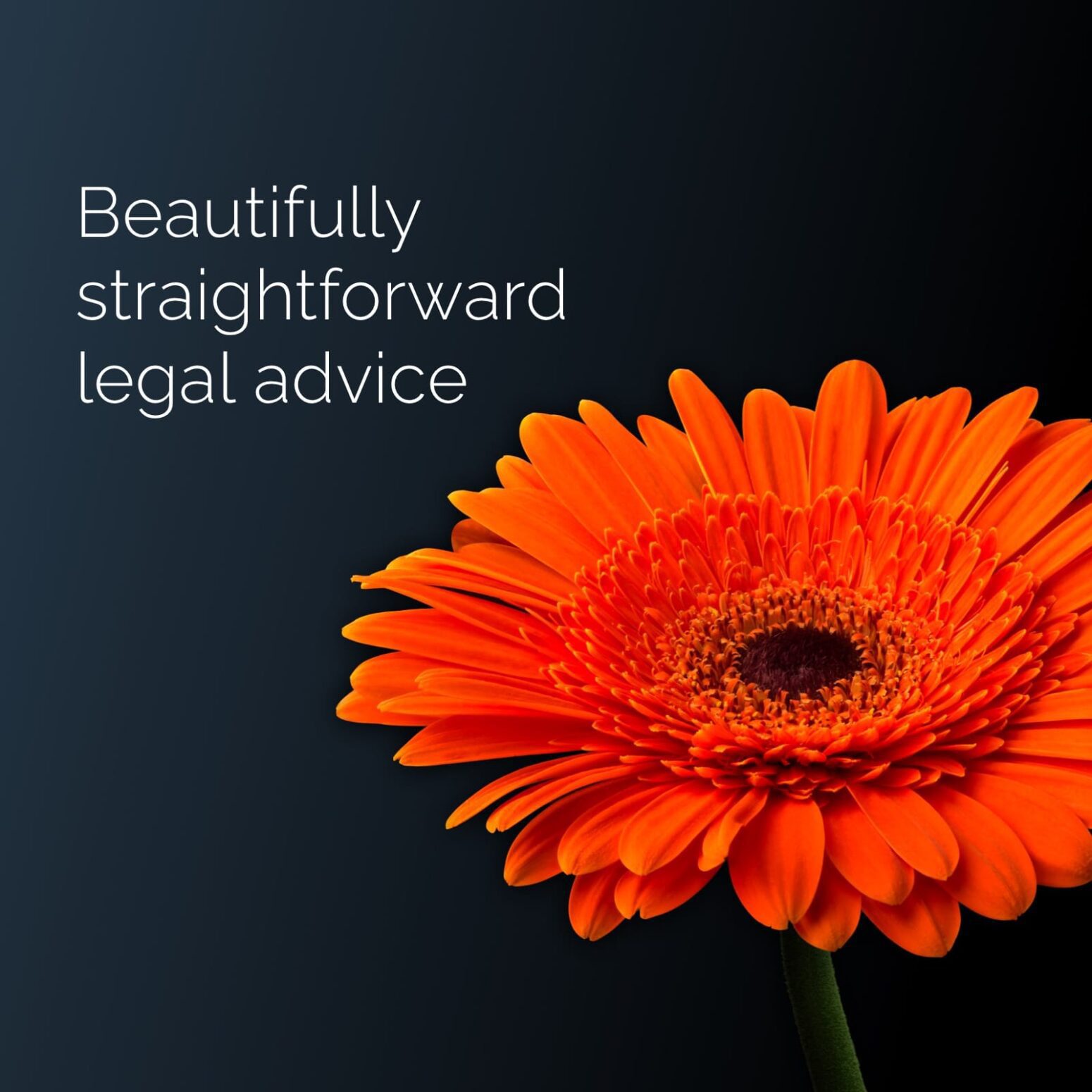Bishop & Sewell website image showing a large orange flower. Above this and to left is text in white reading 'Beautifully straightforward legal advice"