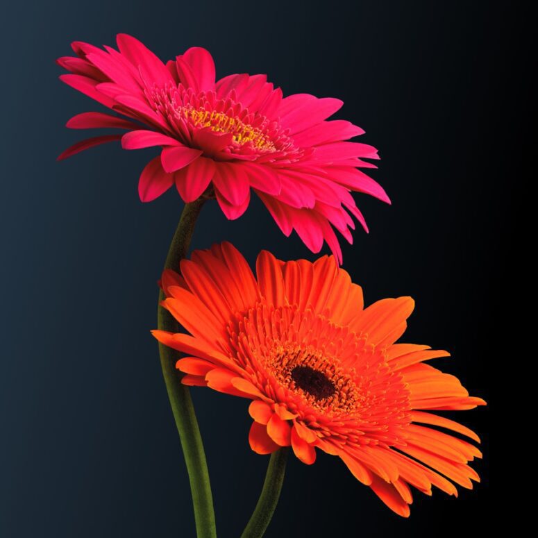 Bishop & Sewell website image showing 2 large flowers (one pink and one orange) on a dark background